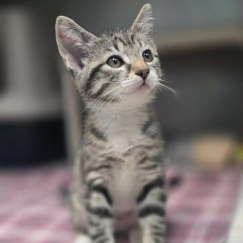 Bluegill -  Domestic Short Hair Cat for Adoption in Sunrise Beach, Missouri - Bluegill | PetCurious