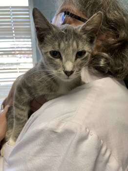 Rescue Domestic Short Hair Cats for Adoption in Rustburg, Virginia - Rem - At Shelter | PetCurious