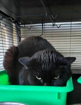 Rescue Domestic Medium Hair Cats for Adoption in Tipp City, Ohio - Fredrico Coop | PetCurious