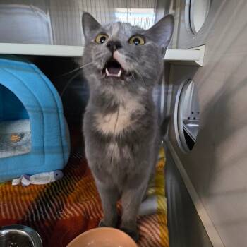 Rescue Domestic Short Hair Cats for Adoption in Denver, Colorado - Draka | PetCurious