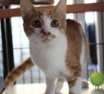 Rescue Domestic Short Hair Cats for Adoption in Turlock, California - 0518-2524 | PetCurious