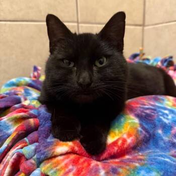 Domestic Short Hair Cats Available for Adoption in Fenton, Michigan - Buddy | PetCurious