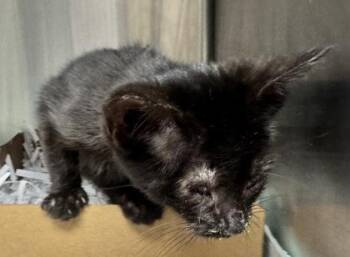 Echo -  Domestic Short Hair Cat for Adoption in West Chester, Pennsylvania - Echo | PetCurious