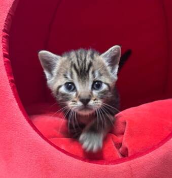 *Sweepstakes -  Domestic Short Hair Cat for Adoption in Newnan, Georgia - *Sweepstakes | PetCurious