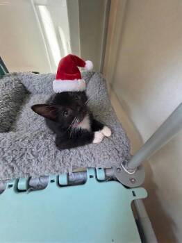 Boise -  American Shorthair Cat for Adoption in Bethel Park, Pennsylvania - Boise | PetCurious