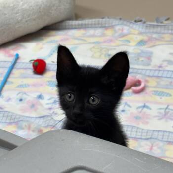 Odette -  Domestic Short Hair Cat for Adoption in Mebane, North Carolina - Odette | PetCurious