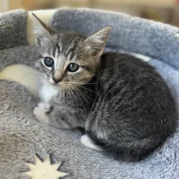 Domestic Short Hair Cats Available for Adoption in Long Beach, California - Sierra | PetCurious
