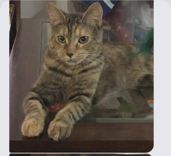 Domestic Short Hair Cats Available for Adoption - Boo Aka Caliente- Visit At Petsmart Lynchburg | PetCurious