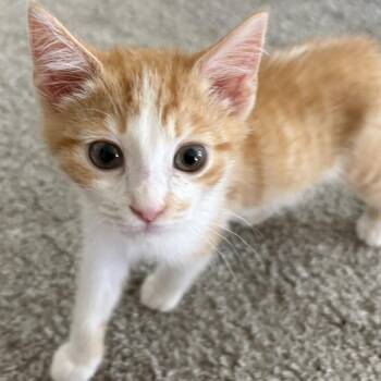 Tucker -  Domestic Short Hair Cat for Adoption in Peachtree City, Georgia - Tucker | PetCurious