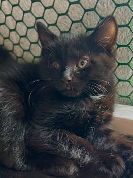 Borg -  Domestic Short Hair Cat for Adoption in Cottonwood, Arizona - Borg | PetCurious