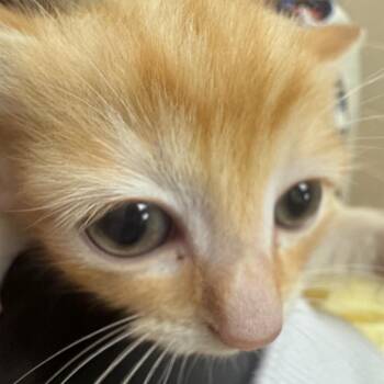 Sage -  Domestic Short Hair Cat for Adoption in Winston-salem, North Carolina - Sage | PetCurious