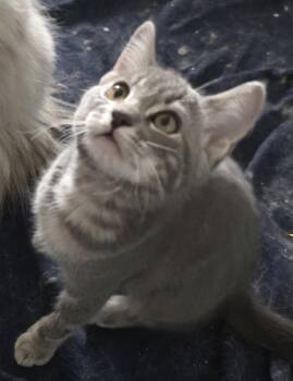 Craig -  Domestic Short Hair Cat for Adoption in Phoenix, Arizona - Craig | PetCurious