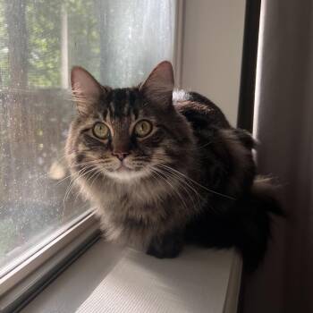 benjamine button -  Domestic Long Hair Cat for Adoption in Chattanooga, Tennessee - Benjamine Button | PetCurious