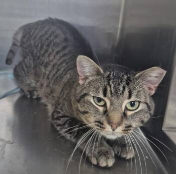 Spindle -  Domestic Short Hair Cat for Adoption in Simcoe, Ontario - Spindle | PetCurious
