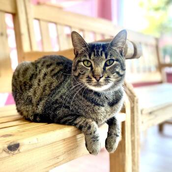 Rescue Domestic Short Hair Cats for Adoption in Newberg, Oregon - Pooh Bear | PetCurious