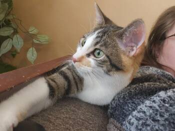 Domestic Short Hair Cats Available for Adoption - Millie | PetCurious