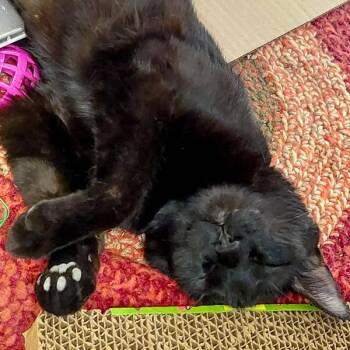 Laurie -  Domestic Short Hair Cat for Adoption in Des Moines, Iowa - Laurie | PetCurious