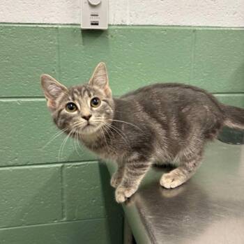Jerry -  Domestic Short Hair Cat for Adoption in Winston-salem, North Carolina - Jerry | PetCurious