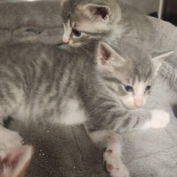 Mason -  Domestic Short Hair Cat for Adoption in Evensville, Tennessee - Mason | PetCurious