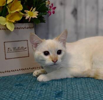 Muffin -  Siamese Cat for Adoption in Roanoke, Texas - Muffin | PetCurious