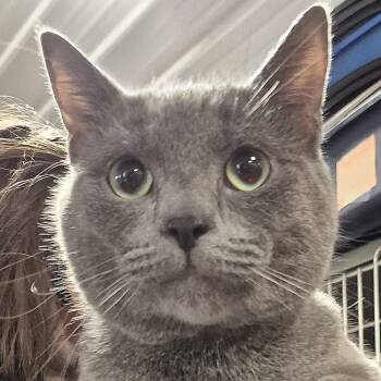Domestic Short Hair Cats Available for Adoption in Tioga, Pennsylvania - Cinder | PetCurious