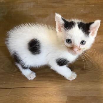 Domestic Short Hair Cats Available for Adoption in Austin, Texas - Valorie 10 | PetCurious