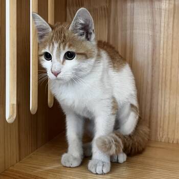 Calypso -  Domestic Short Hair Cat for Adoption in Yucca Valley, California - Calypso | PetCurious
