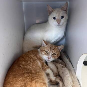 Mr Frodo - Must Apply in Person! -  Siamese Cat for Adoption in Georgetown, Kentucky - Mr Frodo - Must Apply In Person! | PetCurious