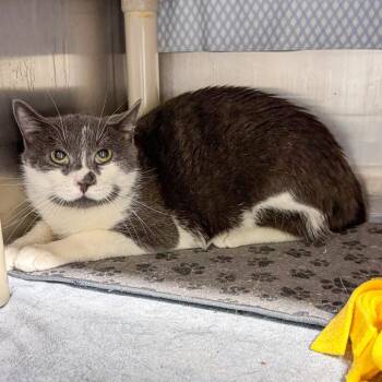 Domestic Short Hair Cats Available for Adoption in Kennebunk, Maine - Smudge | PetCurious
