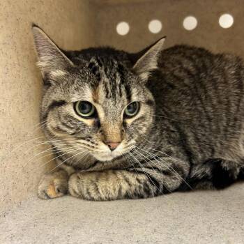Mayhem -  Domestic Short Hair Cat for Adoption in Reno, Nevada - Mayhem | PetCurious