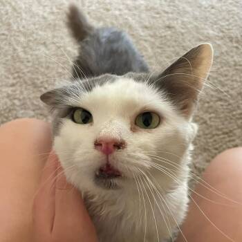 Domestic Long Hair Cats Available for Adoption in Roanoke, Virginia - Woodstock | PetCurious