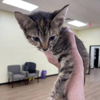 SVAS-Stray-39437 -  Domestic Short Hair Cat for Adoption in Lyndhurst, Virginia - SVAS-Stray-39437 | PetCurious