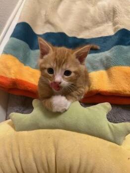 Bob -  Domestic Short Hair Cat for Adoption in Vancouver, Washington - Bob | PetCurious