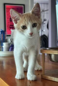 Stephen King -  Domestic Short Hair Cat for Adoption in North Haven, Connecticut - Stephen King | PetCurious