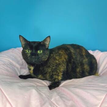 Domestic Short Hair Cats Available for Adoption - Emmy | PetCurious