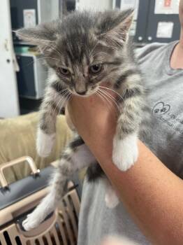 Tate -  Domestic Short Hair Cat for Adoption in Kell, Illinois - Tate | PetCurious