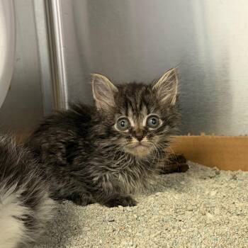 Meowtini -  Domestic Long Hair Cat for Adoption in Martinsville, Virginia - Meowtini | PetCurious