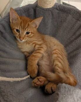 Brock -  Domestic Short Hair Cat for Adoption in Oviedo, Florida - Brock | PetCurious