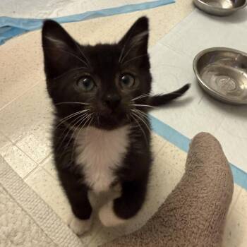 Arthur -  Domestic Short Hair Cat for Adoption in Fairfax Station, Virginia - Arthur | PetCurious