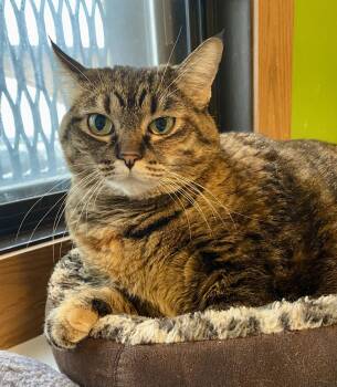 Domestic Short Hair and Torbie Cats Available for Adoption - Baby Angel | PetCurious