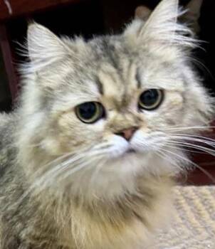 Loki (aka Lovebug) is a living doll - Gorgeous snuggler VIDEOS - -  Persian and British Longhair Cat for Adoption in Bedford Hills, New York - Loki (aka Lovebug) Is A Living Doll - Gorgeous Snuggler VIDEOS - | PetCurious