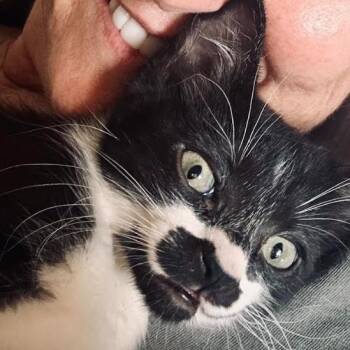 Periwinkle Kaplan -  Domestic Short Hair Cat for Adoption in Morrison, Colorado - Periwinkle Kaplan | PetCurious