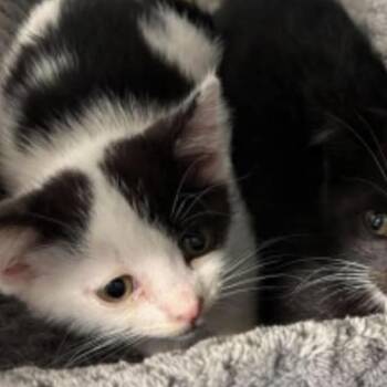 STORMY -  American Shorthair Cat for Adoption in Spring Hill, Kansas - STORMY | PetCurious