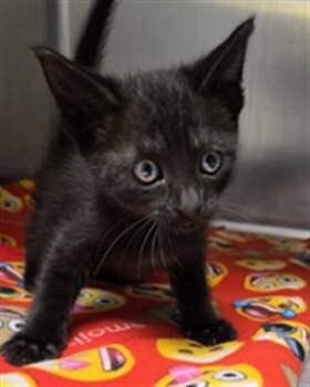 Sophie A061325 -  Domestic Short Hair Cat for Adoption in San Andreas, California - Sophie A061325 | PetCurious
