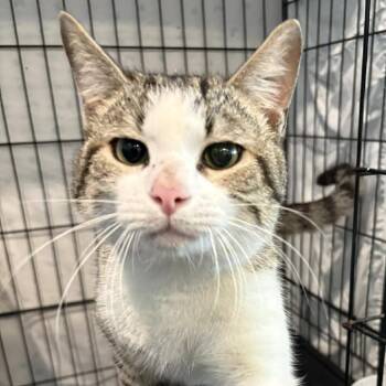 Domestic Short Hair Cats Available for Adoption in Washington, District Of Columbia - Rocco (FKA Yacko) | PetCurious
