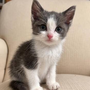Pebbles -  Tuxedo Cat for Adoption in Bethel, Connecticut - Pebbles | PetCurious