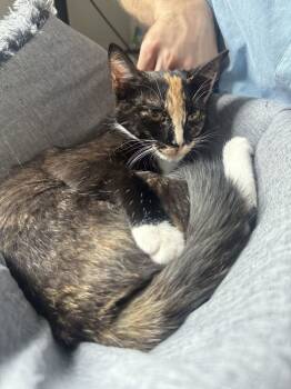 Rescue Domestic Short Hair Cats for Adoption in Cary, North Carolina - Snickerdoodle | PetCurious