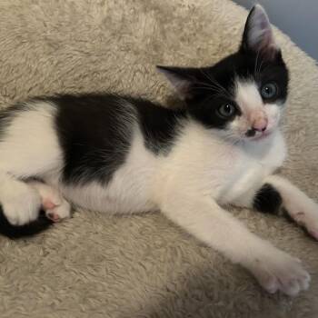 Sanford FKA Tiny Sandworm -  Domestic Short Hair Cat for Adoption in West Palm Beach, Florida - Sanford FKA Tiny Sandworm | PetCurious