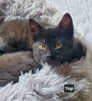 Yogi -  Domestic Short Hair Cat for Adoption in Winnipeg, Manitoba - Yogi | PetCurious