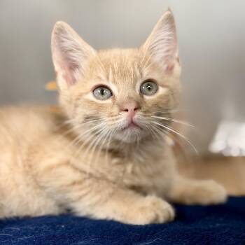 Terence -  Domestic Short Hair Cat for Adoption in Stafford Township, New Jersey - Terence | PetCurious